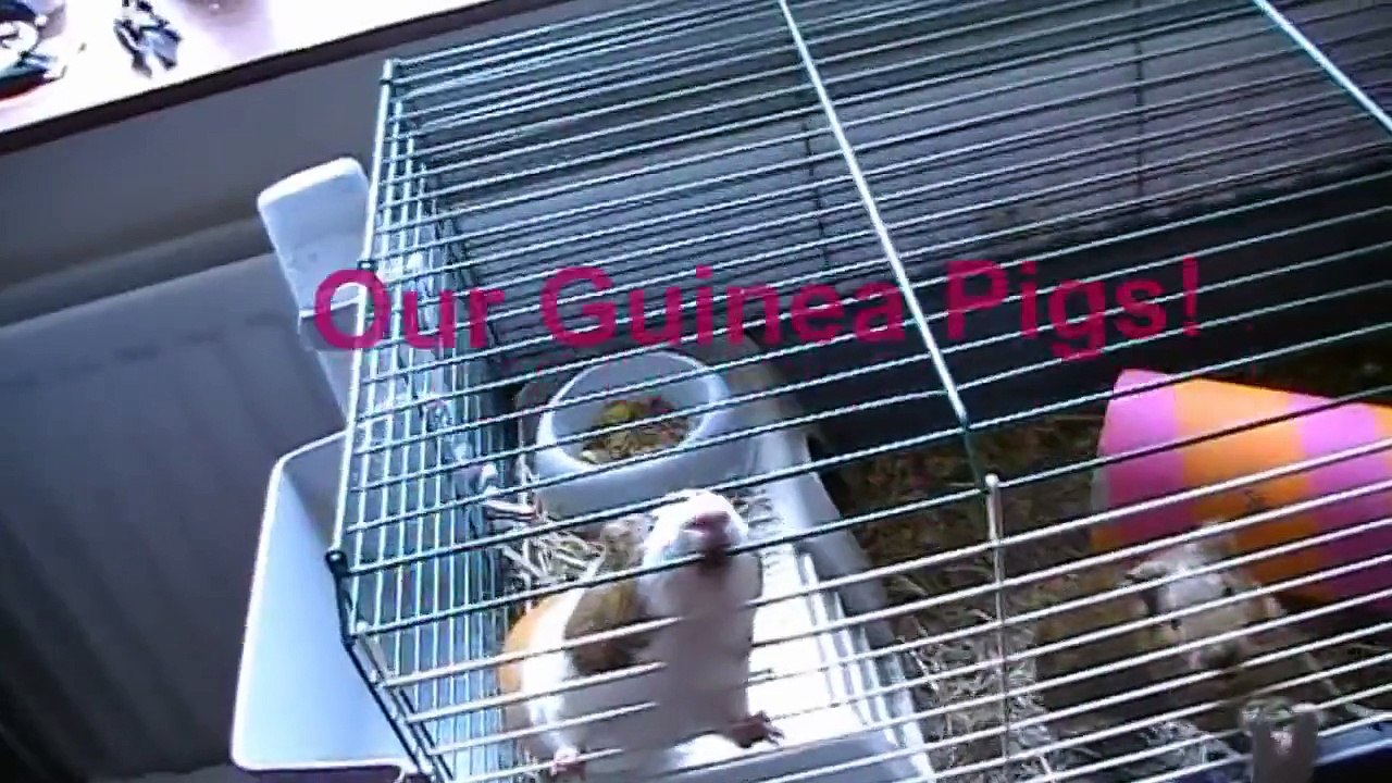 Guinea Pigs Squeak! (: