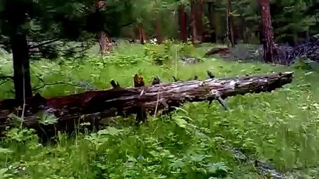 Охота. Медведь напал на охотников