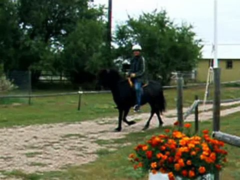 What Gait is This Icelandic Horse Doing 4
