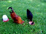 Chicken with Duckling and Rooster