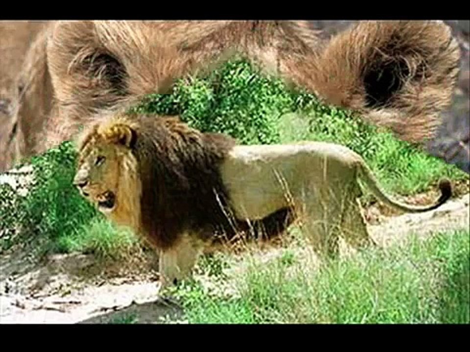 "Le Roi Lion" Musique de Walt Disney, L'histoire de la Vie.