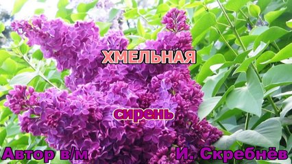 ЮРИЙ АНТОНОВ - ХМЕЛЬНАЯ СИРЕНЬ