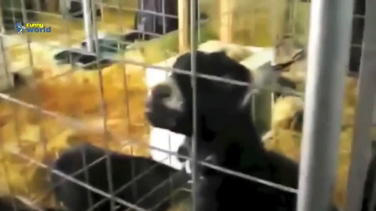 Videos Divertidos 2015 - Animales Divertidos Que Hacen Sonidos Divertidos Compilación