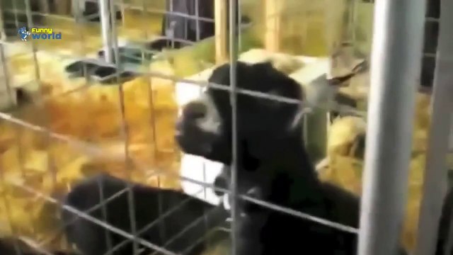 Videos Divertidos 2015 - Animales Divertidos Que Hacen Sonidos Divertidos Compilación