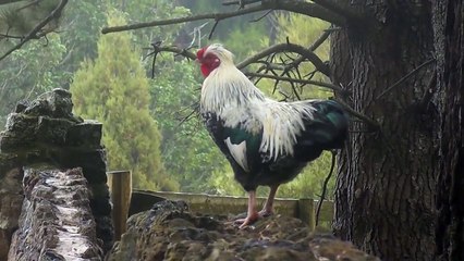 Rooster Crowing - Nonstop Morning Wake Up Call