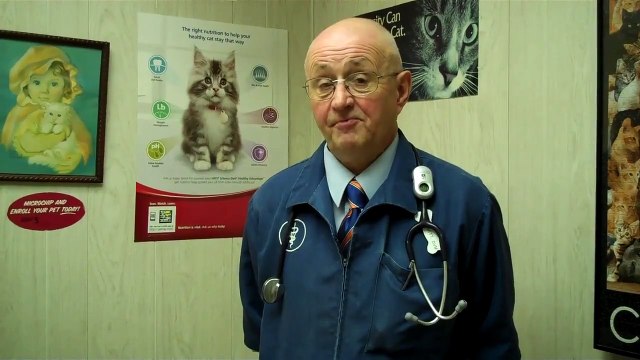 Heartworm Test (Joliet IL Plainfield Romeoville Crest Hill)