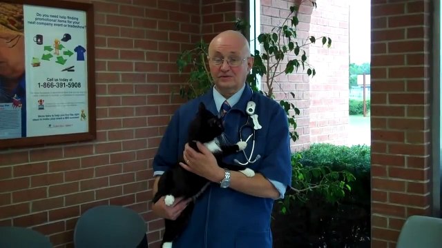Animal Hospital Veterinarian (815) 729-1555 (Joliet IL Plainfield Romeoville Crest Hill)
