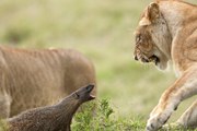Mongoose vs. lions   hero Mongoose