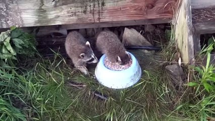 Raccoon drinking milk, ducking his head in a bowl