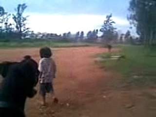 Rott et dogue allemand attaque