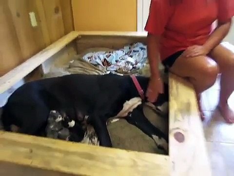 New Born Great Dane Puppies