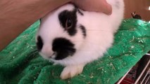 Cuddling my lovely bunny
