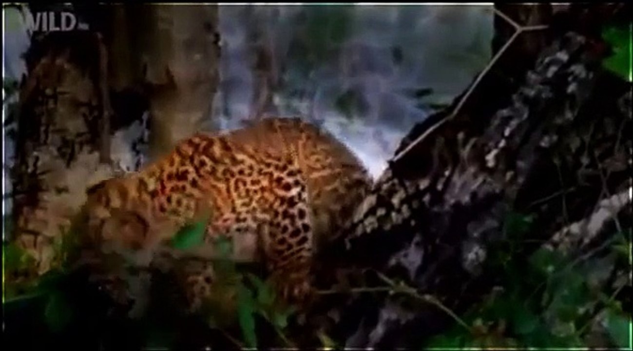 National Geographic Animal 2015 Cheetah vs Leopard vs Lion Full Documentary HD 360p