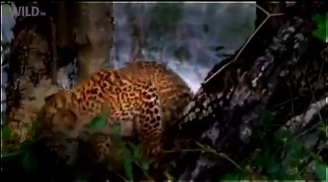 National Geographic Animal 2015 Cheetah vs Leopard vs Lion Full Documentary HD 360p