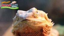 ボンドベイト　爬虫類ペット　エサ紹介　ユーザーズボイス