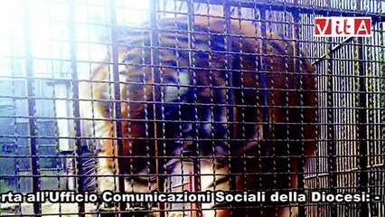 Addio alle tigri di Pinerolo