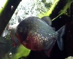 A.K.5000 Red-Bellied Piranha