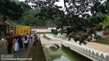 Elephants Sri Dalada Maligawa Kandy