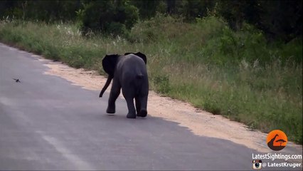 Un bébé éléphant adorable essaie de chasser des oiseaux