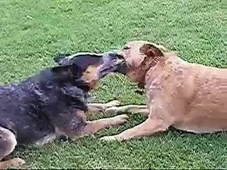 Cattle dogs playing together