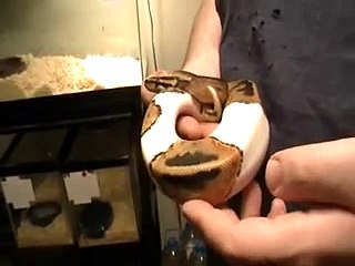 female pied and male black pewter