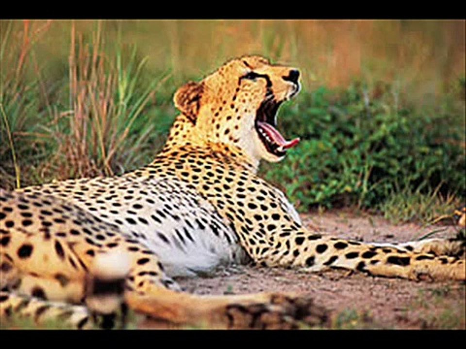 Serengeti darf nicht sterben