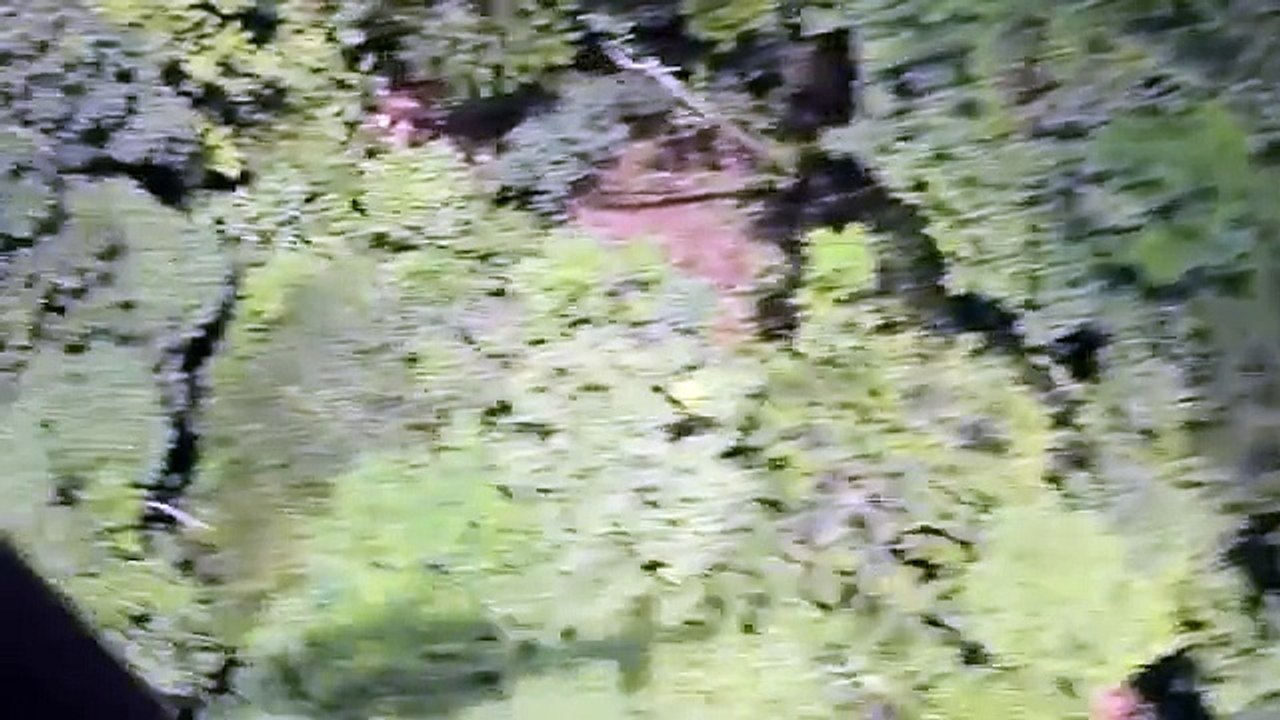 Colombia Drug War