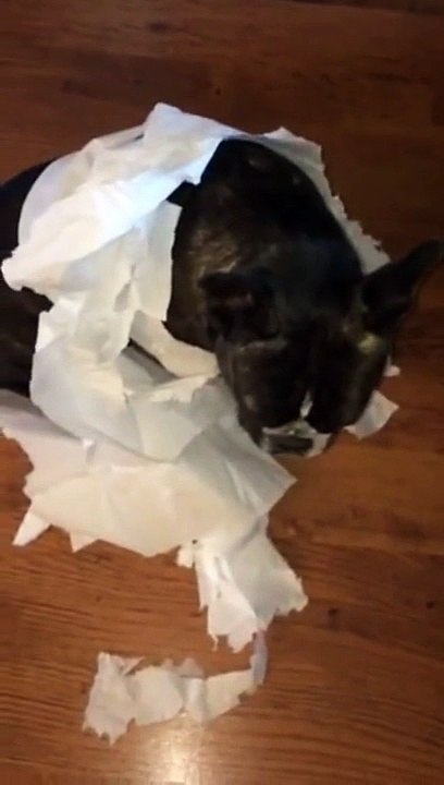 French Bulldog gets outed by his best friend/Французский бульдог сдал своего друга
