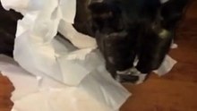 French Bulldog gets outed by his best friend/Французский бульдог сдал своего друга