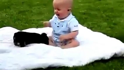 Funny Dogs Compilation 🎥 (31-7-15)