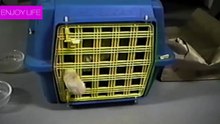 cats can do everything