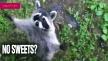 god save racoons the are awesome