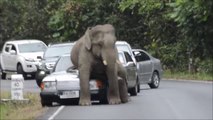 Thaïlande : quand des éléphants mécontents s'en prennent aux voitures