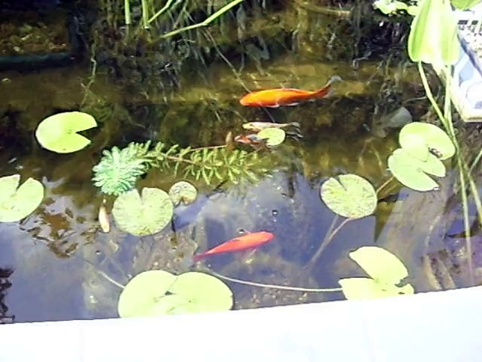 mes poissons dans le bassin hors-sol