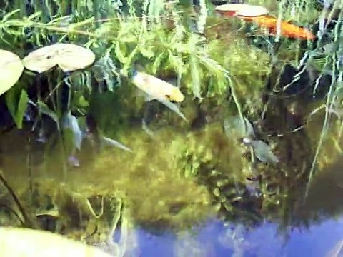mes poissons dans le bassin hors-sol