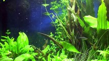 Community Planted Aquarium (Corydoras Catfish) - November 2012