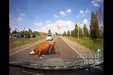 Terribile incidenti con animali