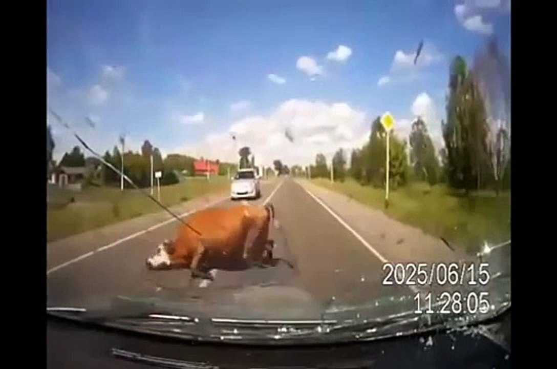 Terribile incidenti con animali