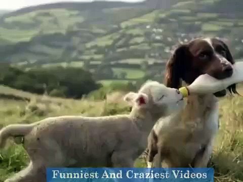 Strange and Amazing love of Animals with other animals you won't believe.