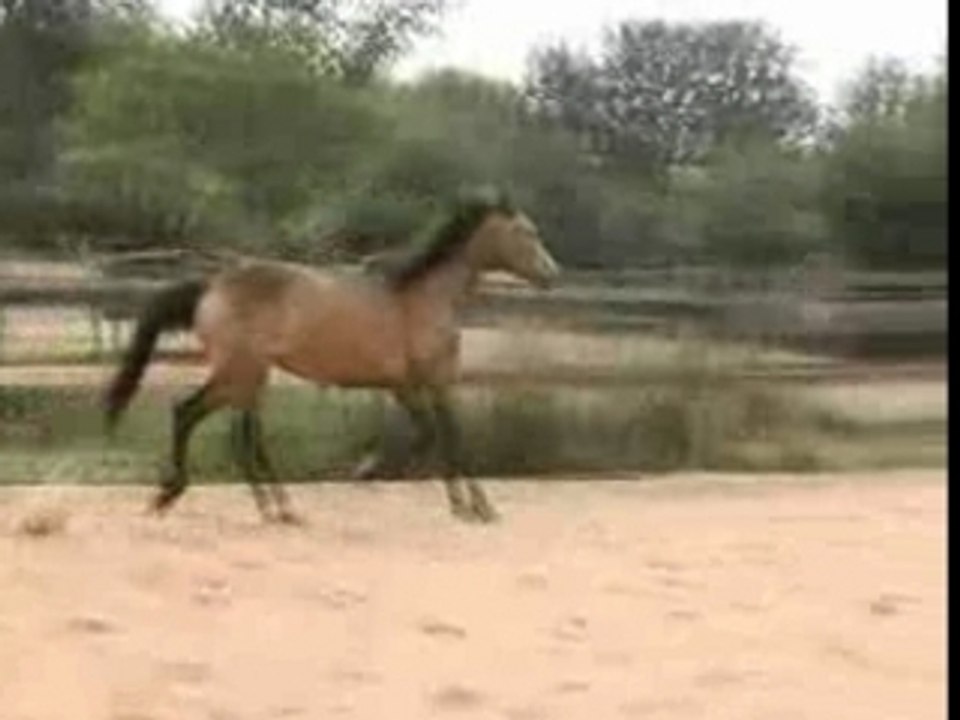 Ponette isabelle 3 ans à vendre