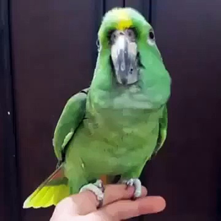 ملئیے پارسا ماٹھو سے