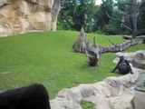Der Gorilla zeigt sein großes  Hinterteil  im Erlebnis Zoo Hannover am 19.05.2011