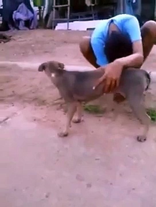 Funny Dog Get Hand Shak & Excited By A Boy