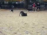Staffordshire Bull Terrier Tevez at Dog Run, Tompkins Square Park, New York City