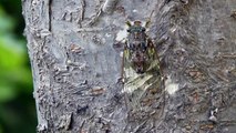 Evening Cicada vs. Pesky Ant ヒグラシのアリ撃退法