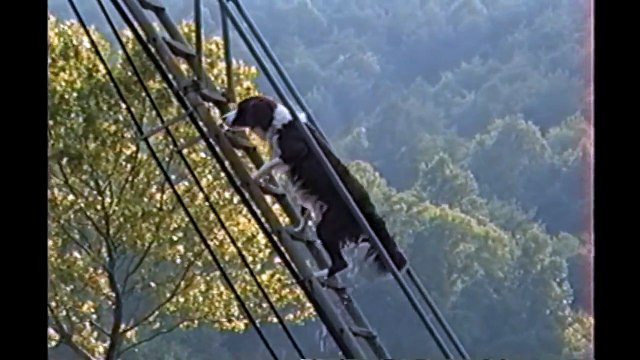 Ce chien adore faire du toboggan et sauter dans le lac