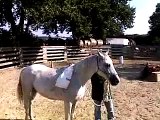 Appaloosa Horses, Ranch Desensibilisatio