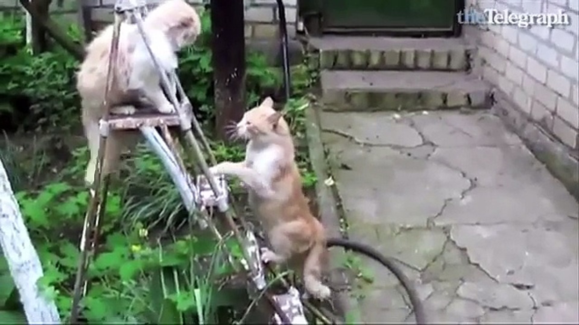 Cats Cats Cats