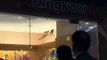 Hong Kong_ Wild boar smashes through shop ceiling-copypasteads.com