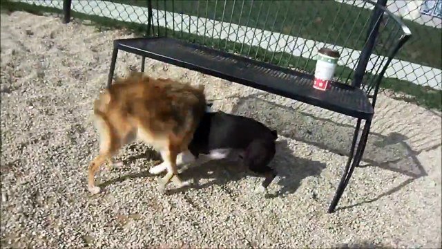 Rudy, The Boston Terrier, Enjoys A Perfect Fall Day At The Dog Park
